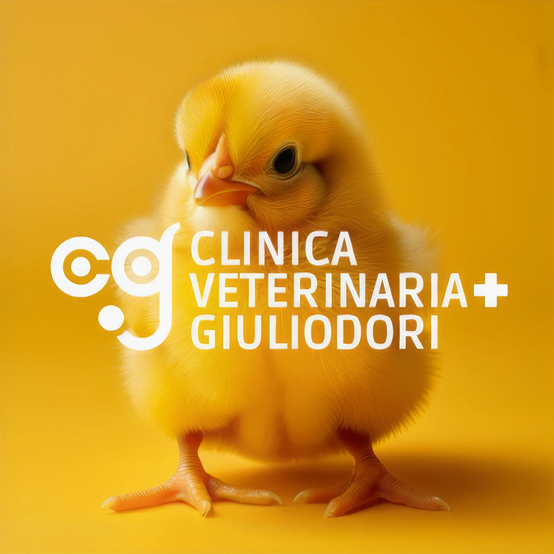 Clinica veterinaria Giuliodori
